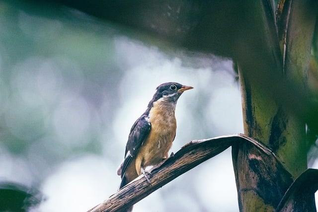 Monsoon and Solar: How Rain Affects Your System